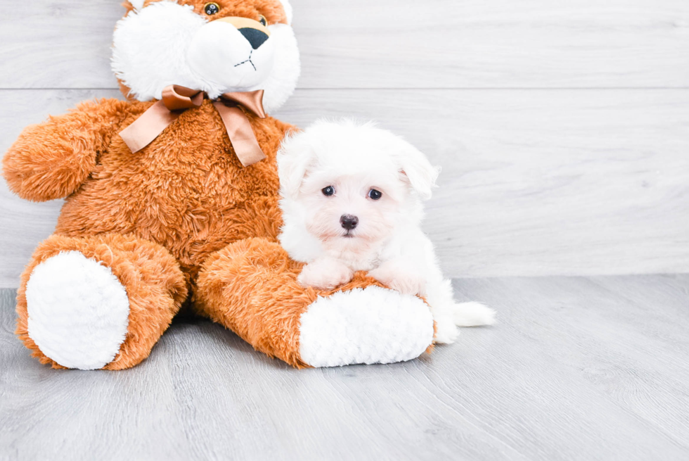 Maltese Puppy for Adoption