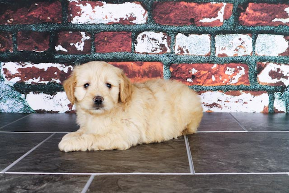 Best Mini Goldendoodle Baby