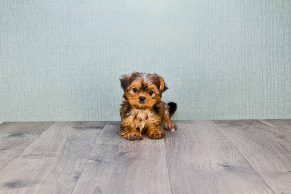 Shorkie Puppy for Adoption