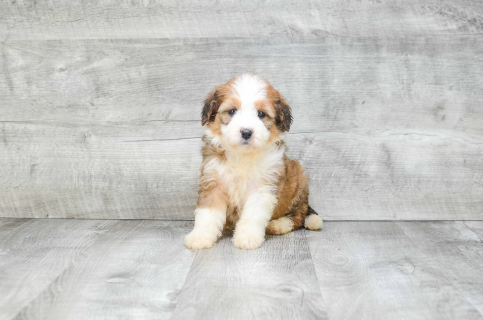 Smart Mini Bernedoodle Poodle Mix Pup