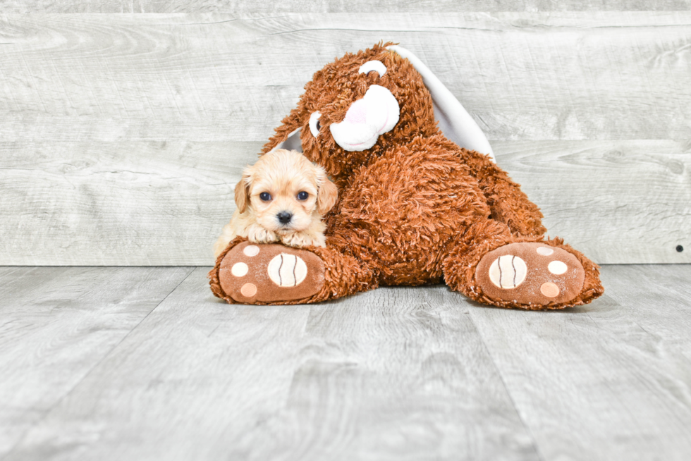 Best Cavachon Baby