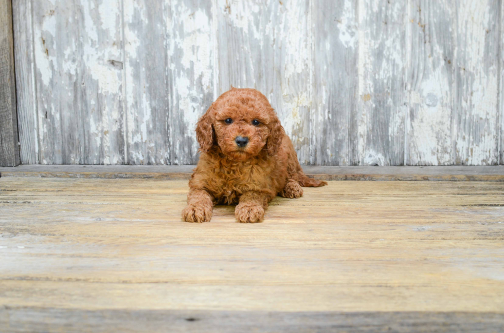 Happy Mini Goldendoodle Baby