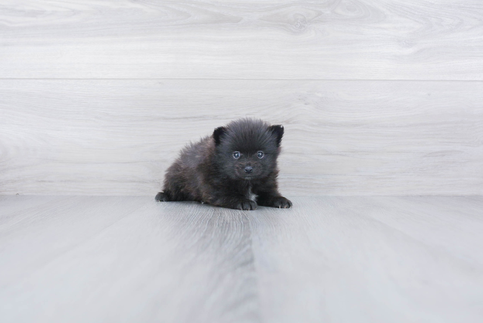 Hypoallergenic Pomeranian Purebred Pup