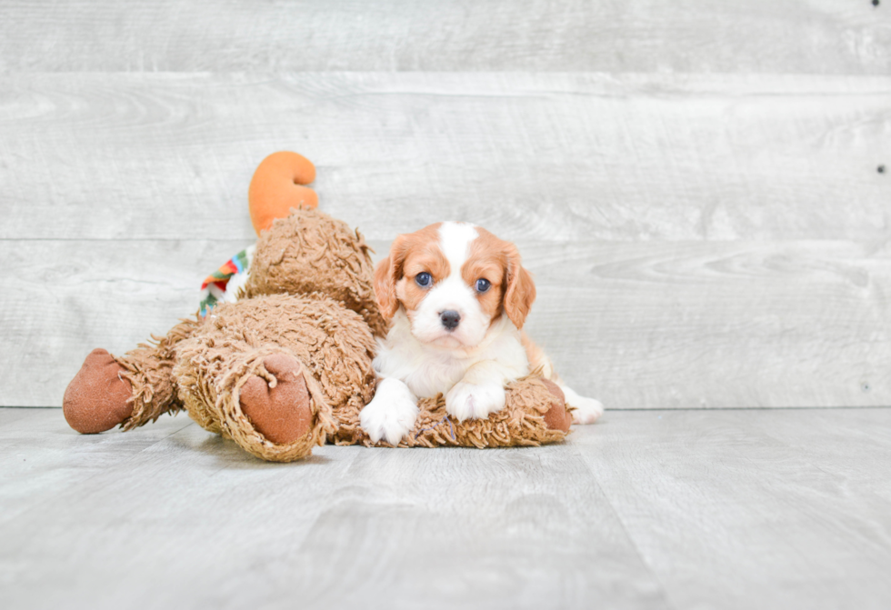 Cavalier King Charles Spaniel Puppy for Adoption