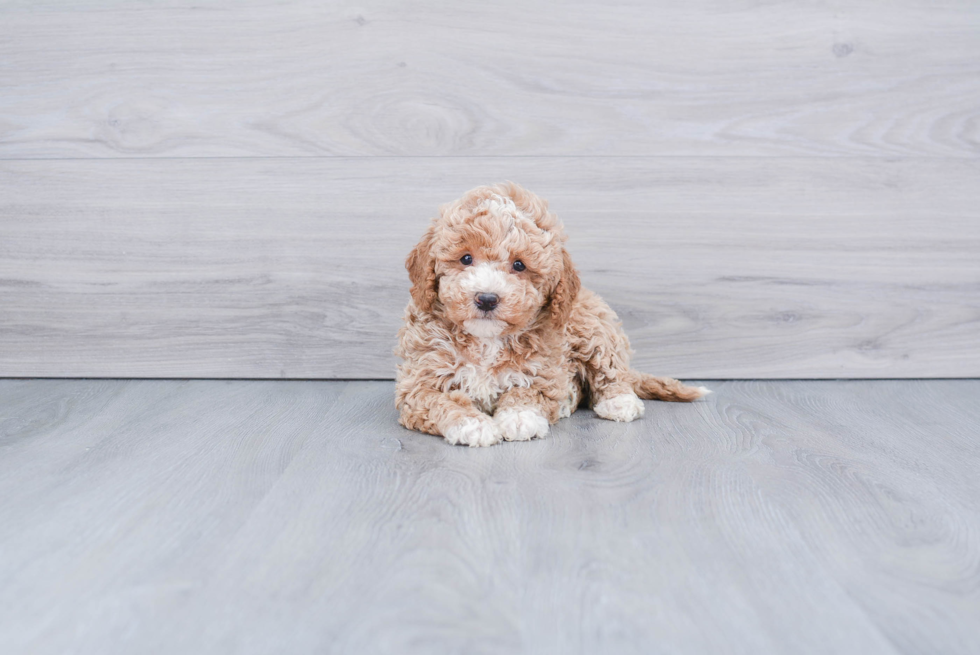 Popular Mini Goldendoodle Poodle Mix Pup