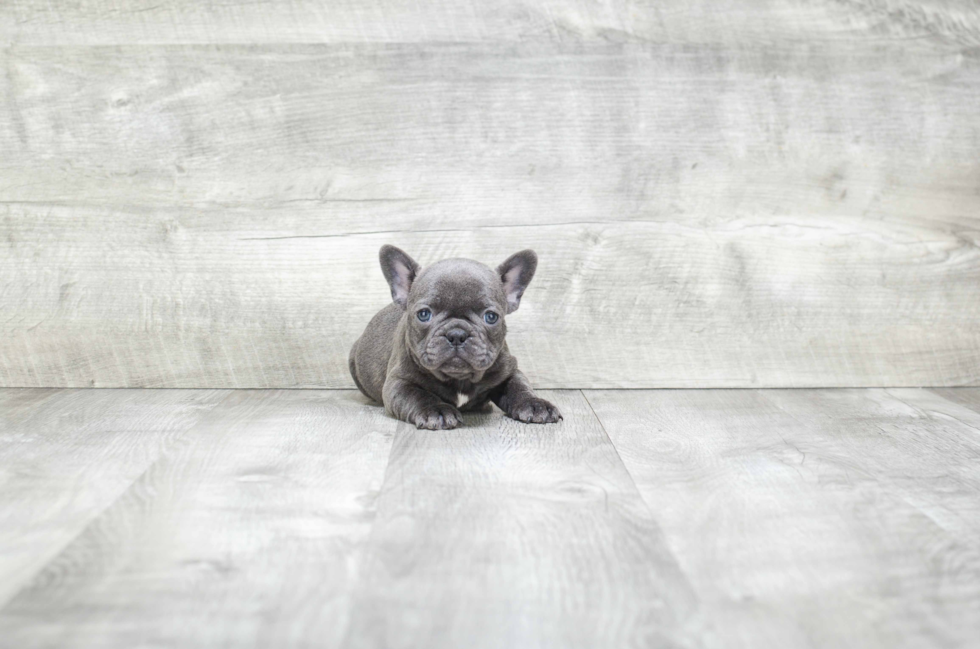 French Bulldog Pup Being Cute