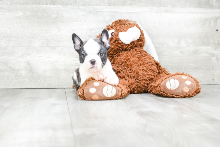 French Bulldog Pup Being Cute