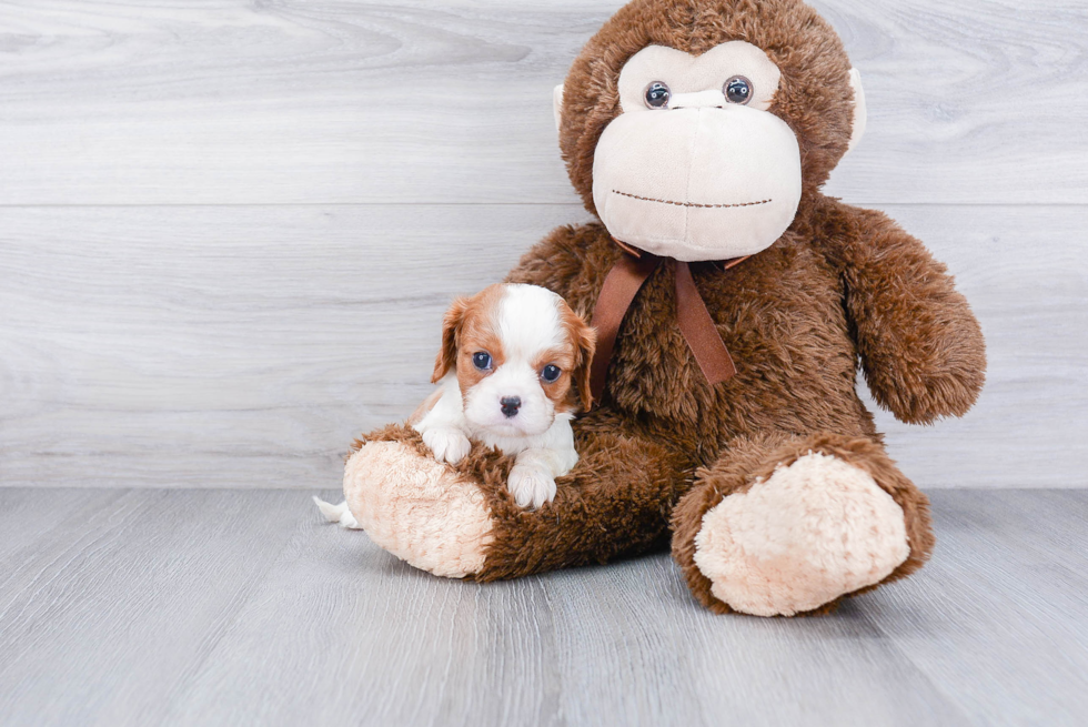 Little Cavalier King Charles Spaniel Baby