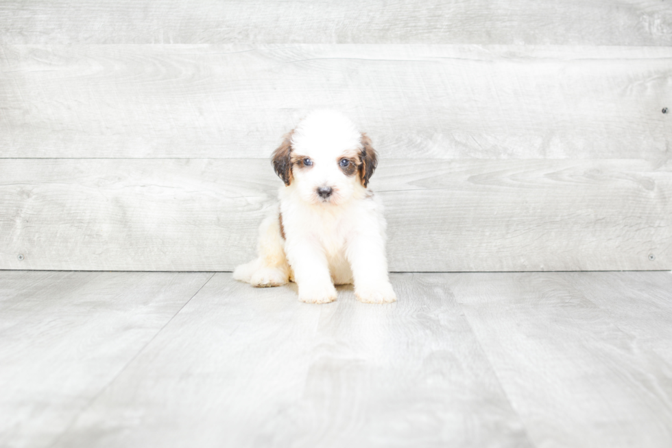 Happy Mini Bernedoodle Baby