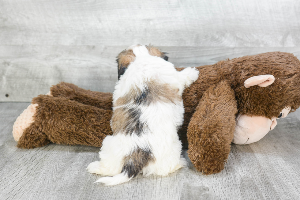 Teddy Bear Pup Being Cute