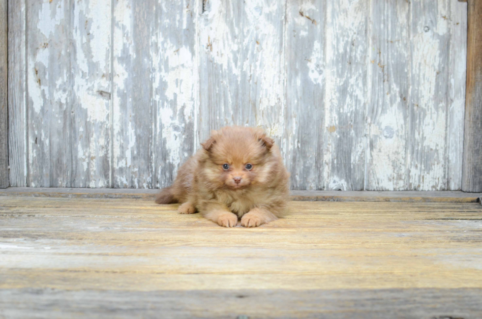 Pomeranian Puppy for Adoption