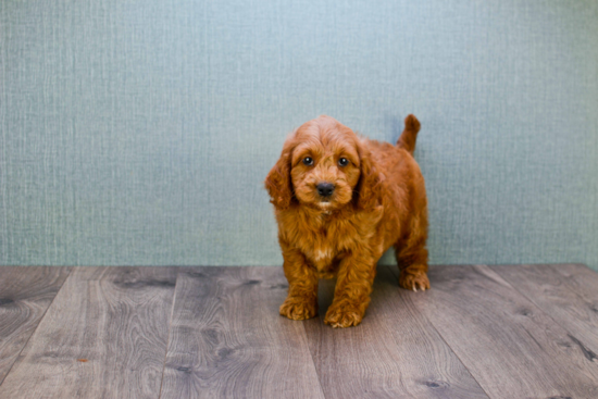 Mini Goldendoodle Pup Being Cute