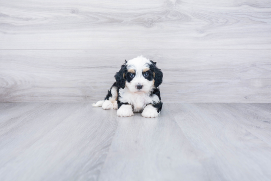 Mini Bernedoodle Pup Being Cute