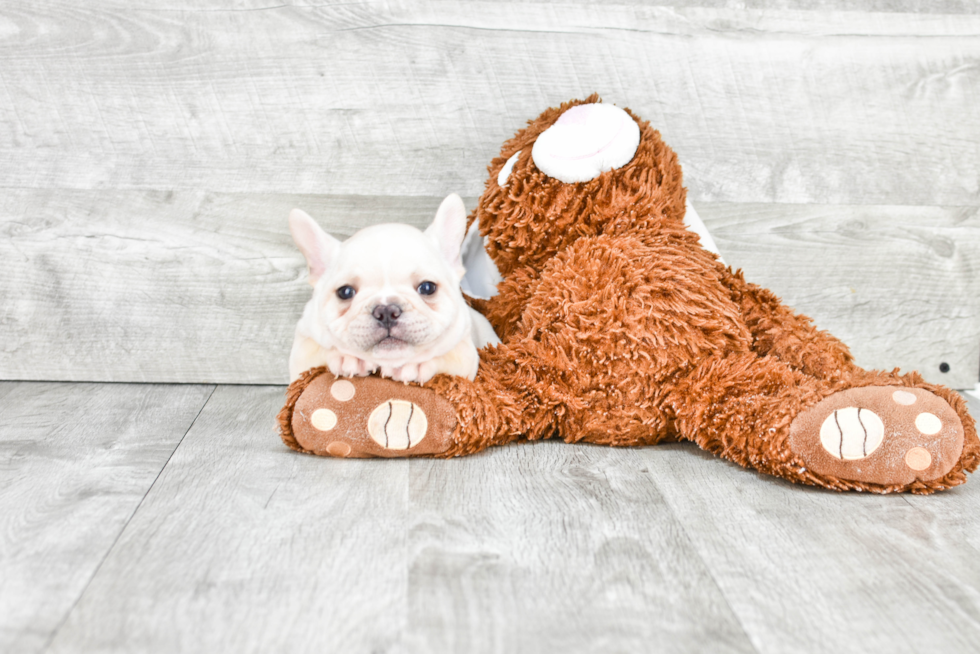 French Bulldog Pup Being Cute