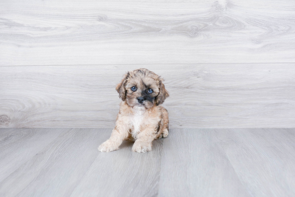 Cute Cockapoo Baby