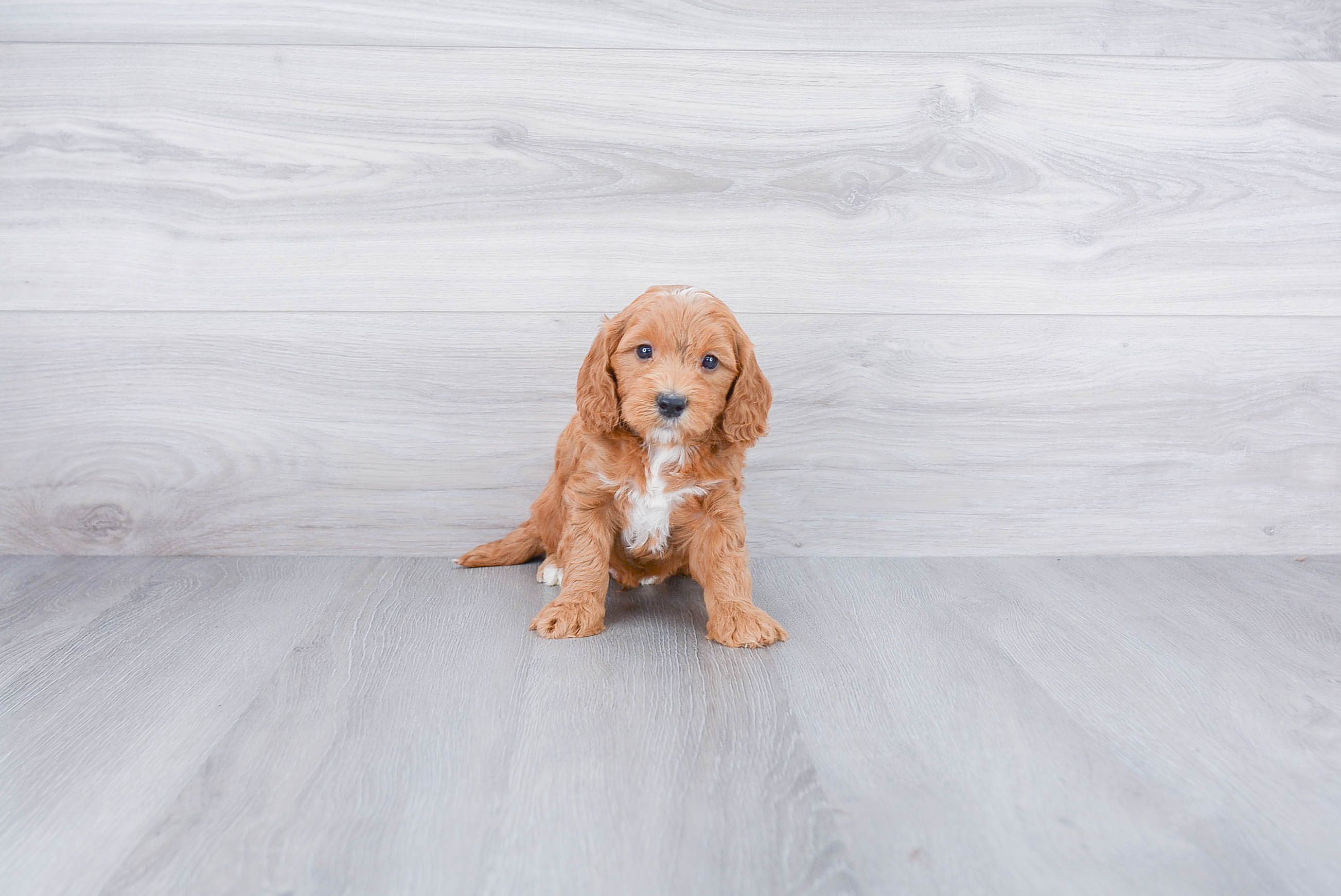 Adorable Golden Retriever Poodle Mix Puppy