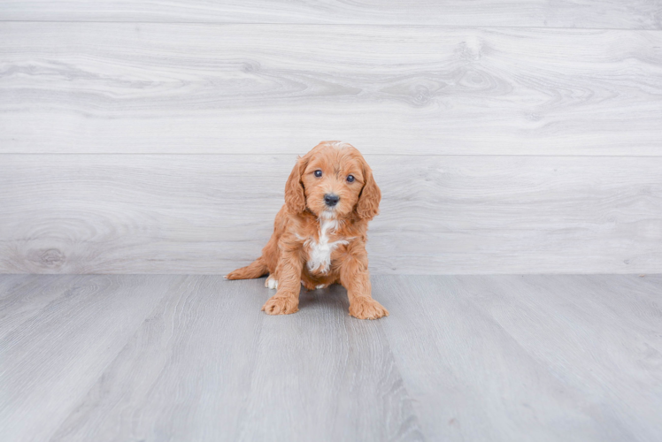 Adorable Golden Retriever Poodle Mix Puppy