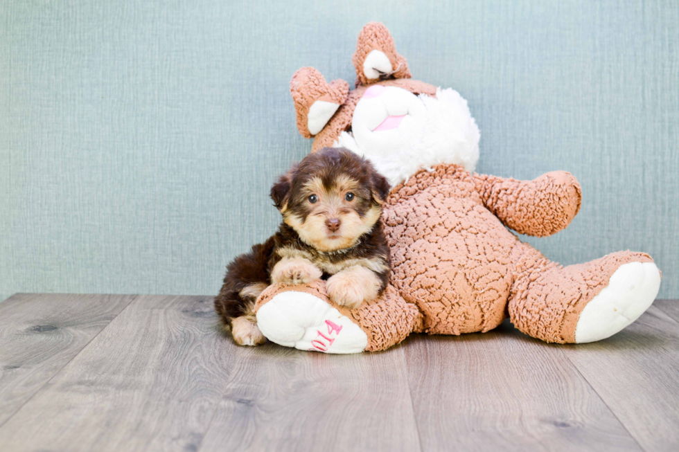 Adorable Yorkie Designer Puppy