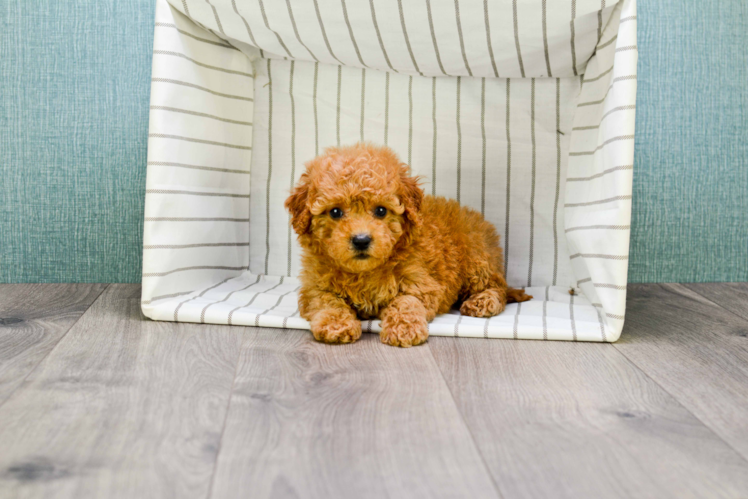 Cavapoo Pup Being Cute