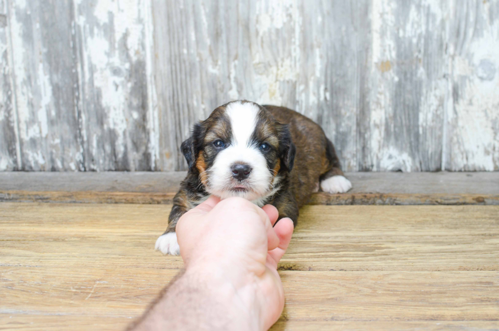 Mini Bernedoodle Puppy for Adoption