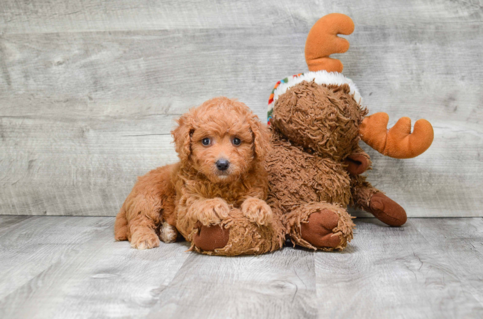 Playful Golden Retriever Poodle Mix Puppy