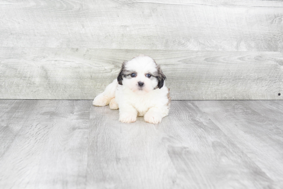 Cute Teddy Bear Baby