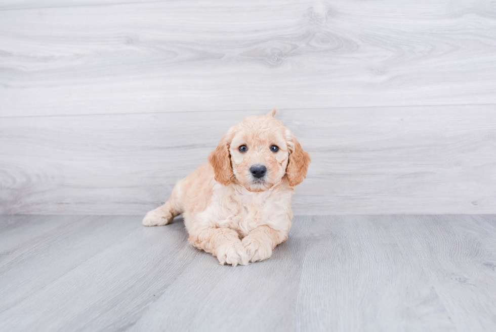 Small Mini Goldendoodle Baby