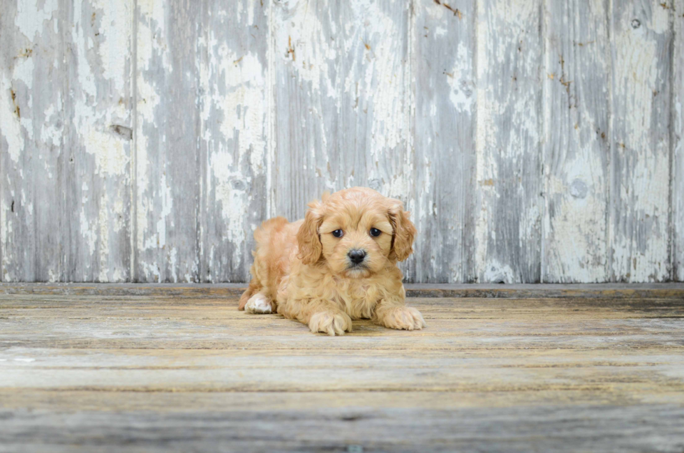 Cavapoo Pup Being Cute