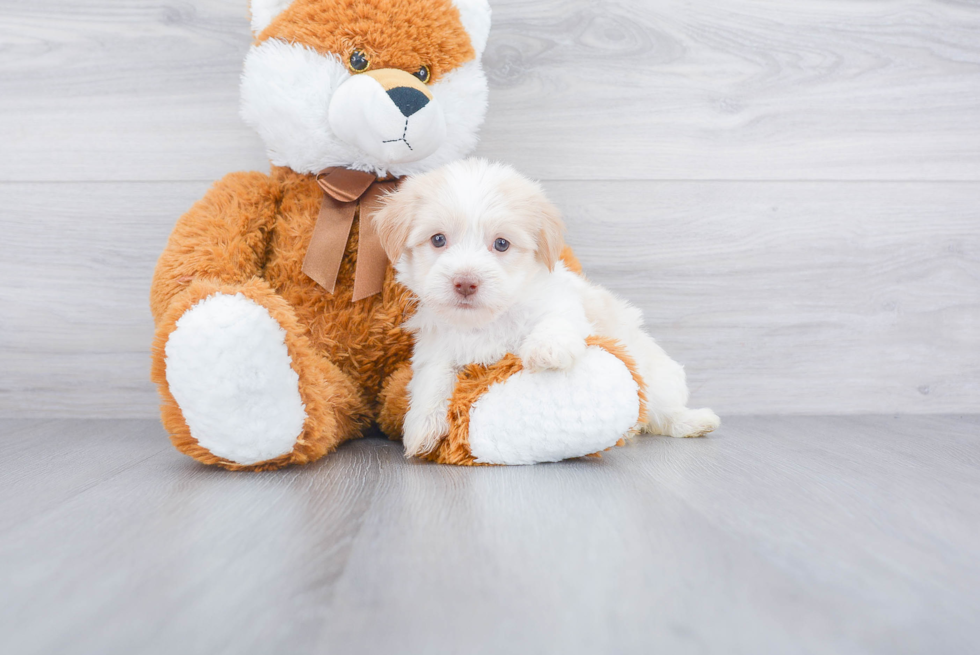 Havanese Pup Being Cute