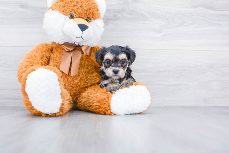 Small Morkie Baby