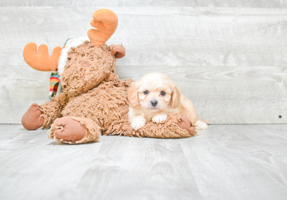 Cavachon Puppy for Adoption