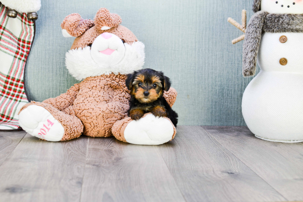 Meet Victoria - our Yorkshire Terrier Puppy Photo 