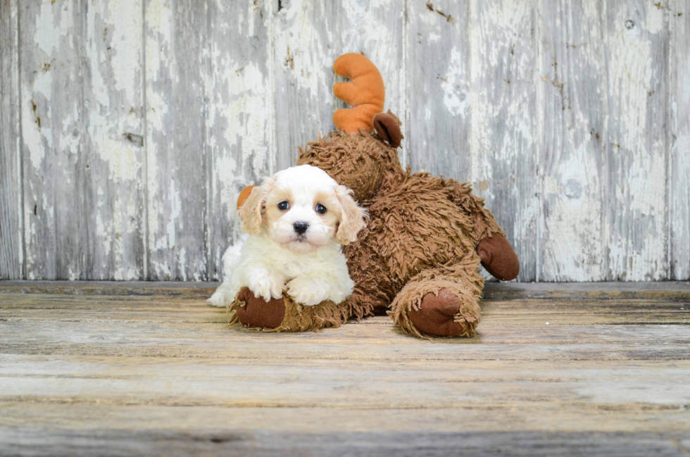 Cavachon Pup Being Cute