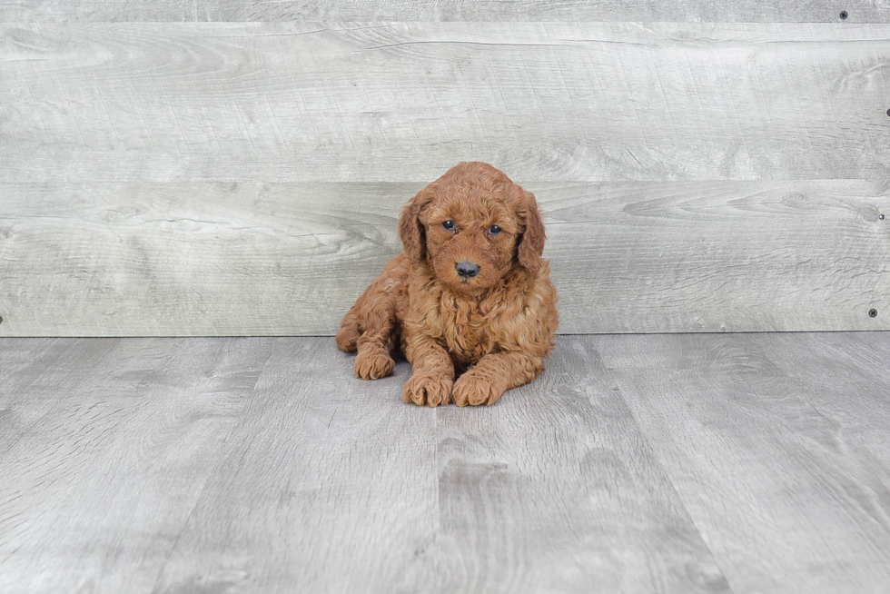 Mini Goldendoodle Pup Being Cute