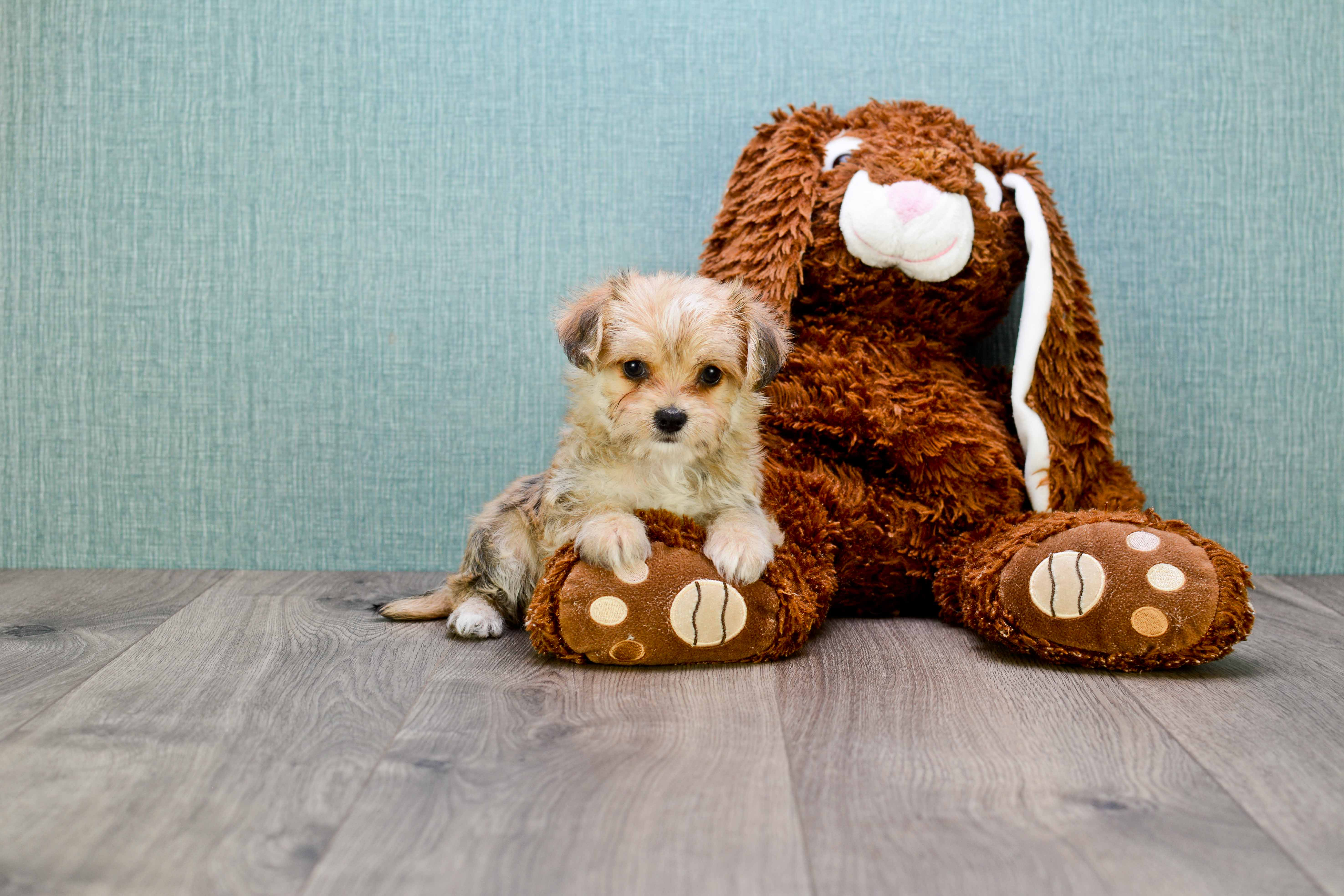 Petite Morkie Designer Pup