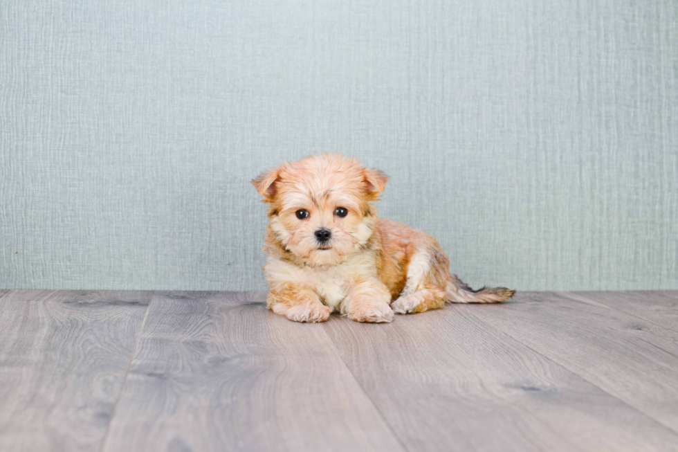 Playful Yorkie Designer Puppy