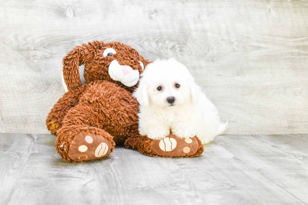 Cute Bichon Frise Purebred Puppy