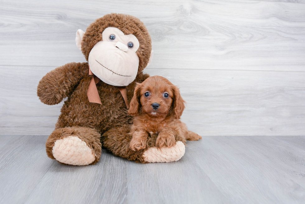 Funny Cavapoo Poodle Mix Pup