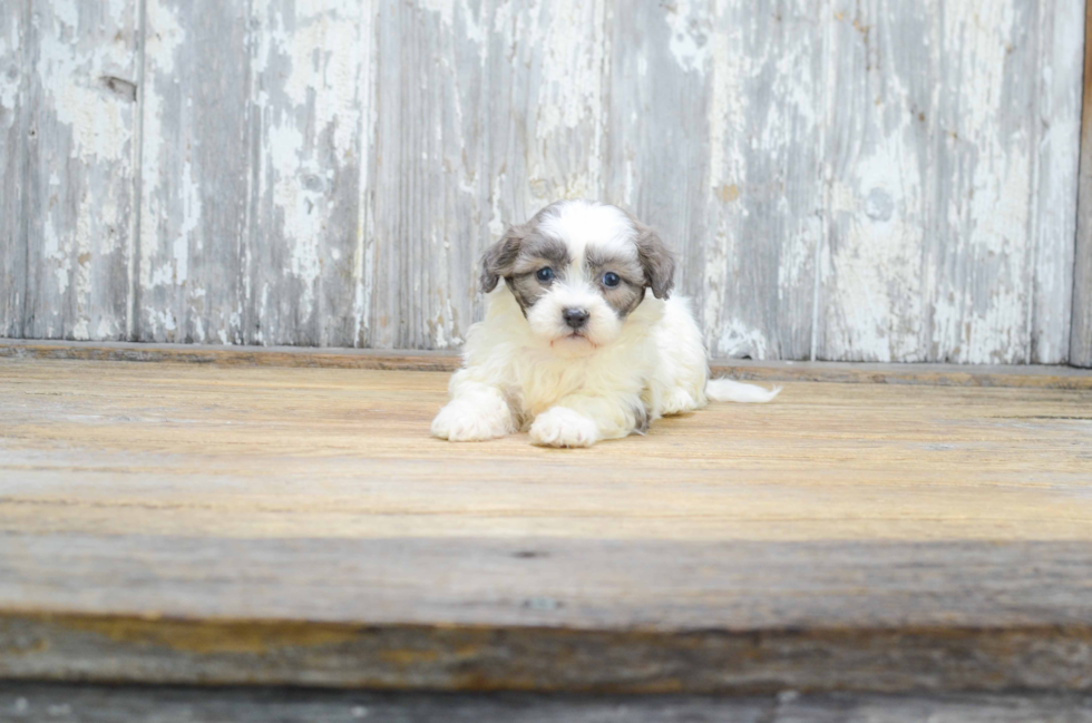 Smart Teddy Bear Designer Pup