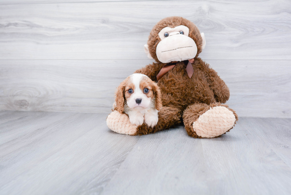 Cavalier King Charles Spaniel Pup Being Cute