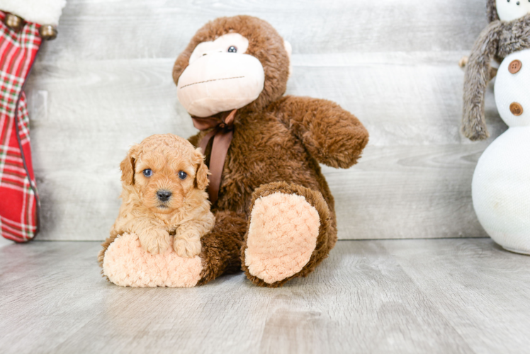 Cavapoo Puppy for Adoption