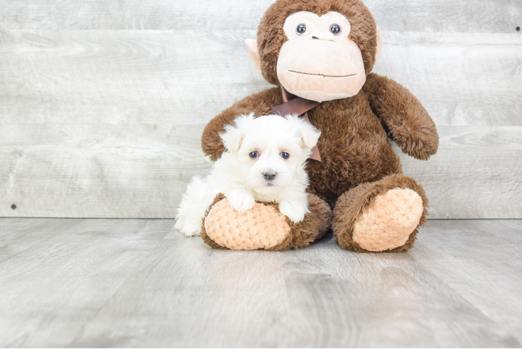 Best Maltipoo Baby