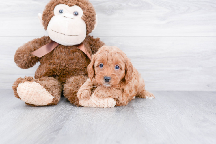 Happy Cavapoo Baby