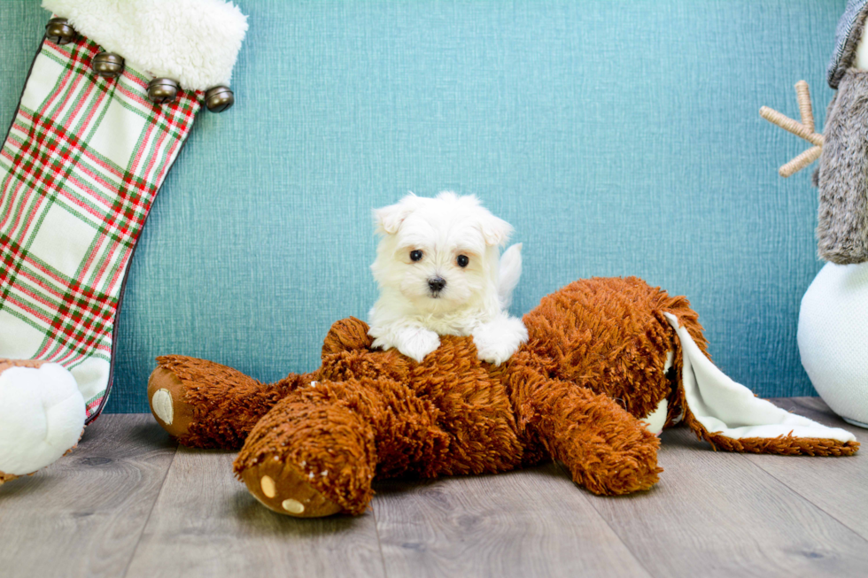 Meet Teacup-Dolly - our Maltese Puppy Photo 