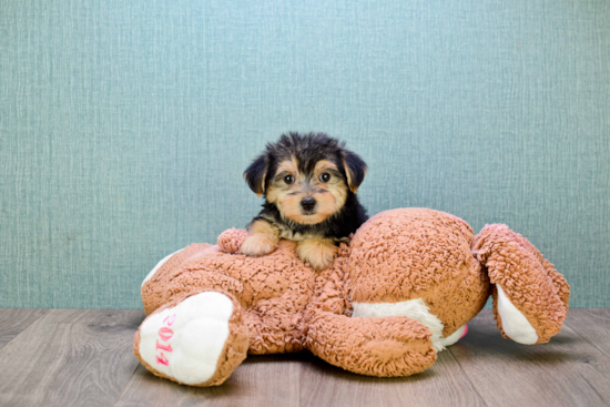 Morkie Pup Being Cute