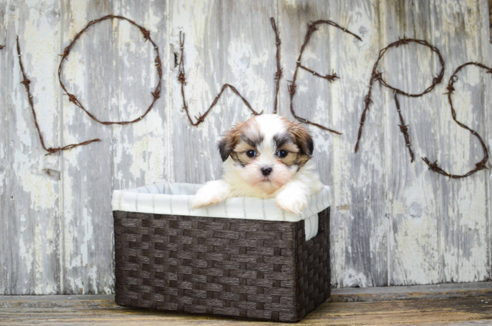 Teddy Bear Pup Being Cute