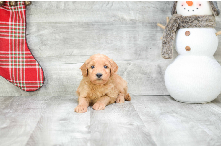 Petite Mini Goldendoodle Poodle Mix Pup