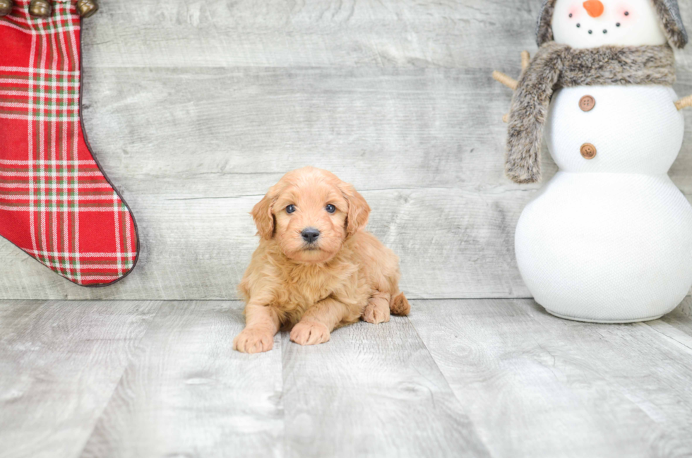 Petite Mini Goldendoodle Poodle Mix Pup