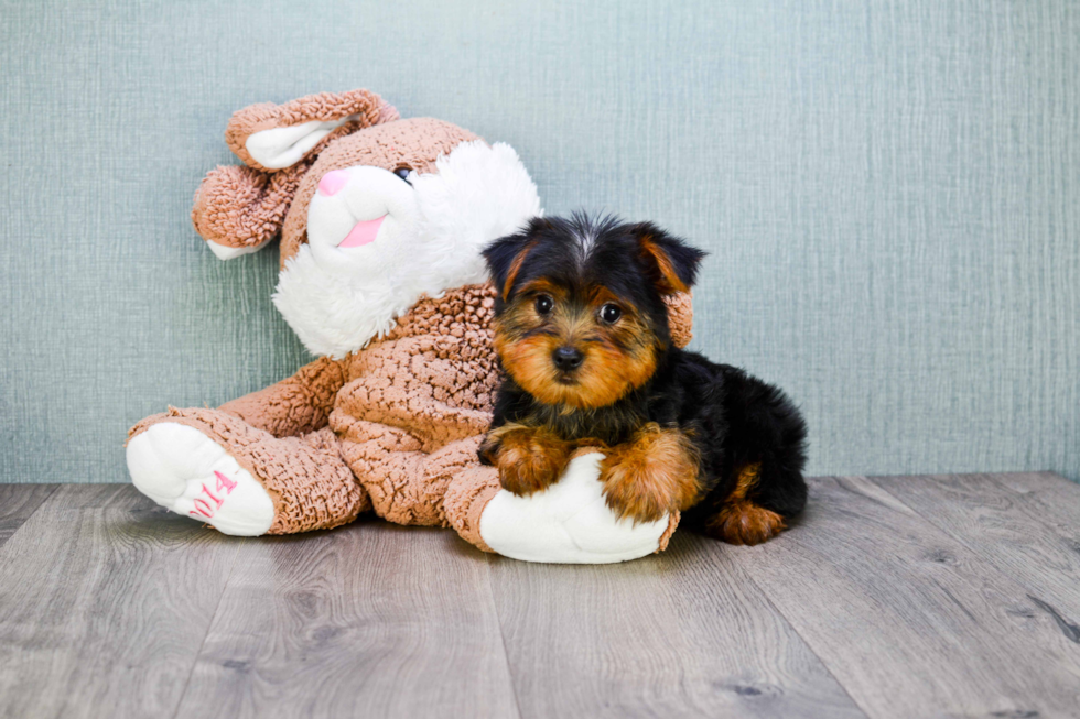 Meet Lisa - our Yorkshire Terrier Puppy Photo 