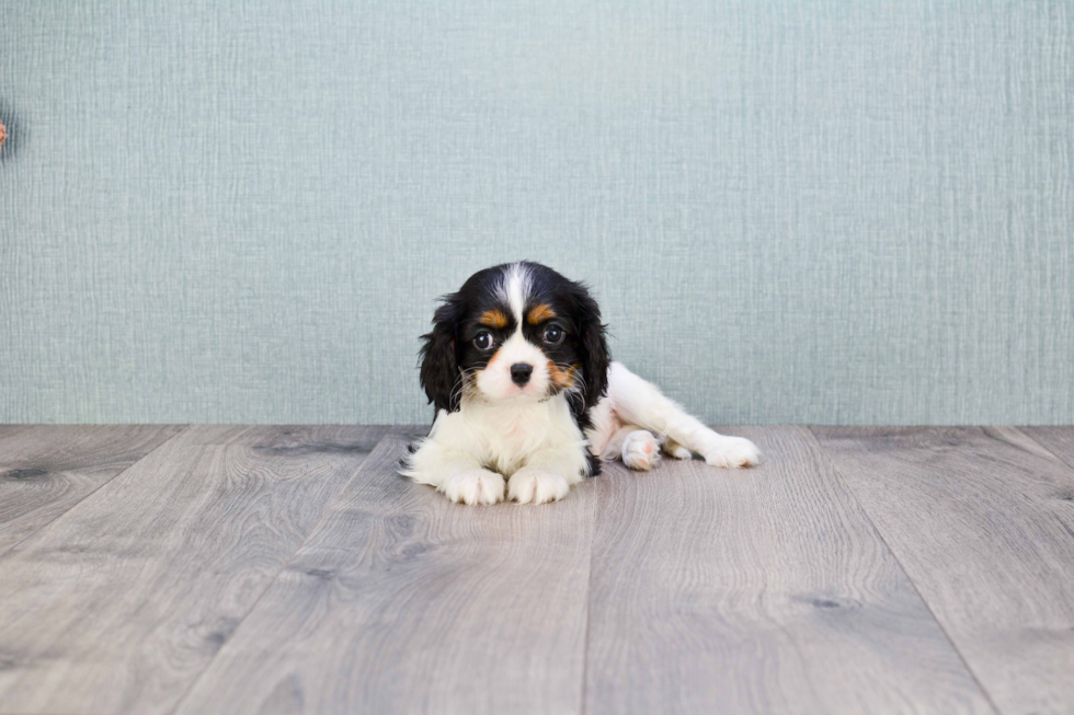 Playful Cavalier King Charles Spaniel Purebred Pup